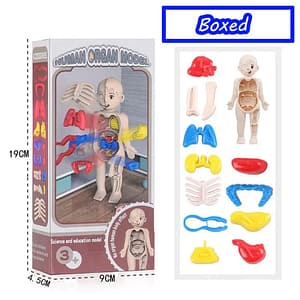 fbe9e01dfe5e5892c63d4e9ad735380c 3D Human Body Torso Model Educational Assembly Learning DIY Toys Human Body Organ Teaching Tools Early Learning Toy for Children